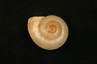 藏品(拉馬克鼈甲蝸牛)的圖片